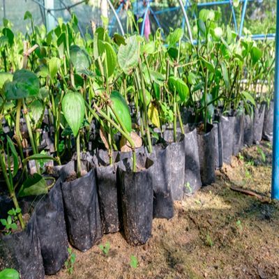 Plastic Zaailing die Zakken met de Kliniekenapparaten van de Gatennoodsituatie planten
